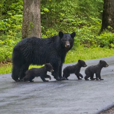 Time To Cuddle, Wifi, Near Pigeon Forge, 1089 Free Tickets Each Paid Day, Dollywood And More ภายนอก รูปภาพ
