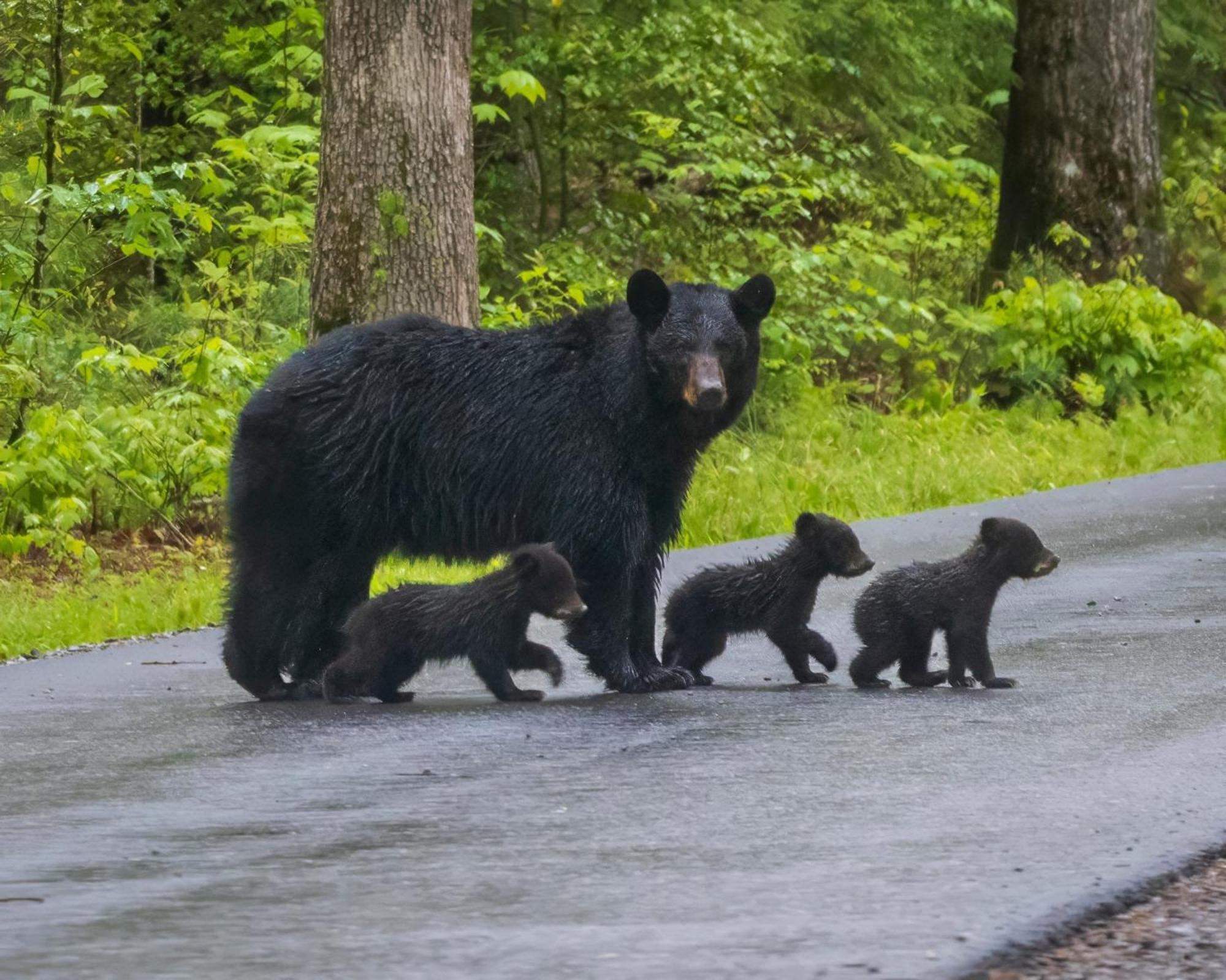 Time To Cuddle, Wifi, Near Pigeon Forge, 1089 Free Tickets Each Paid Day, Dollywood And More ภายนอก รูปภาพ