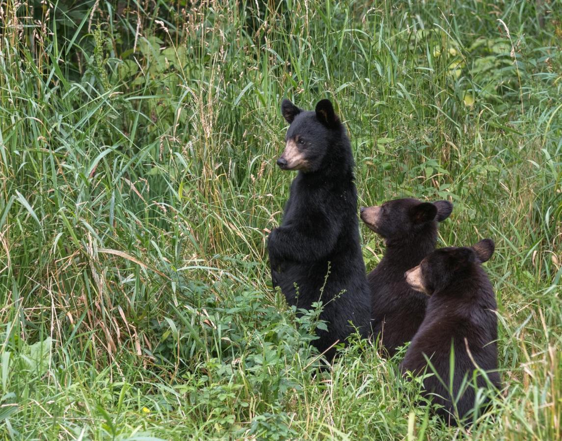 Time To Cuddle, Wifi, Near Pigeon Forge, 1089 Free Tickets Each Paid Day, Dollywood And More ภายนอก รูปภาพ